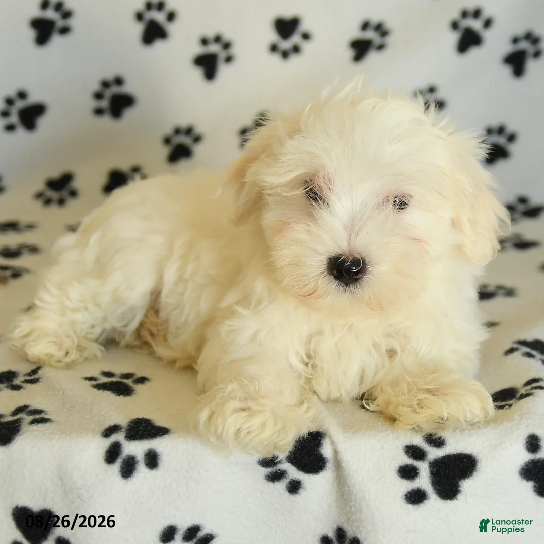 Maltese dogs for sale: Icon - Ad 1
