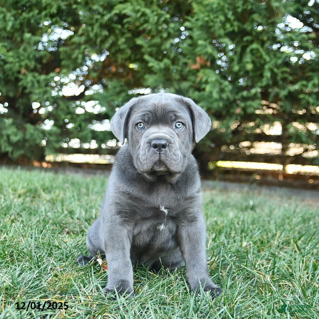 Cane Corso dogs for sale: Twilight  - Ad 2