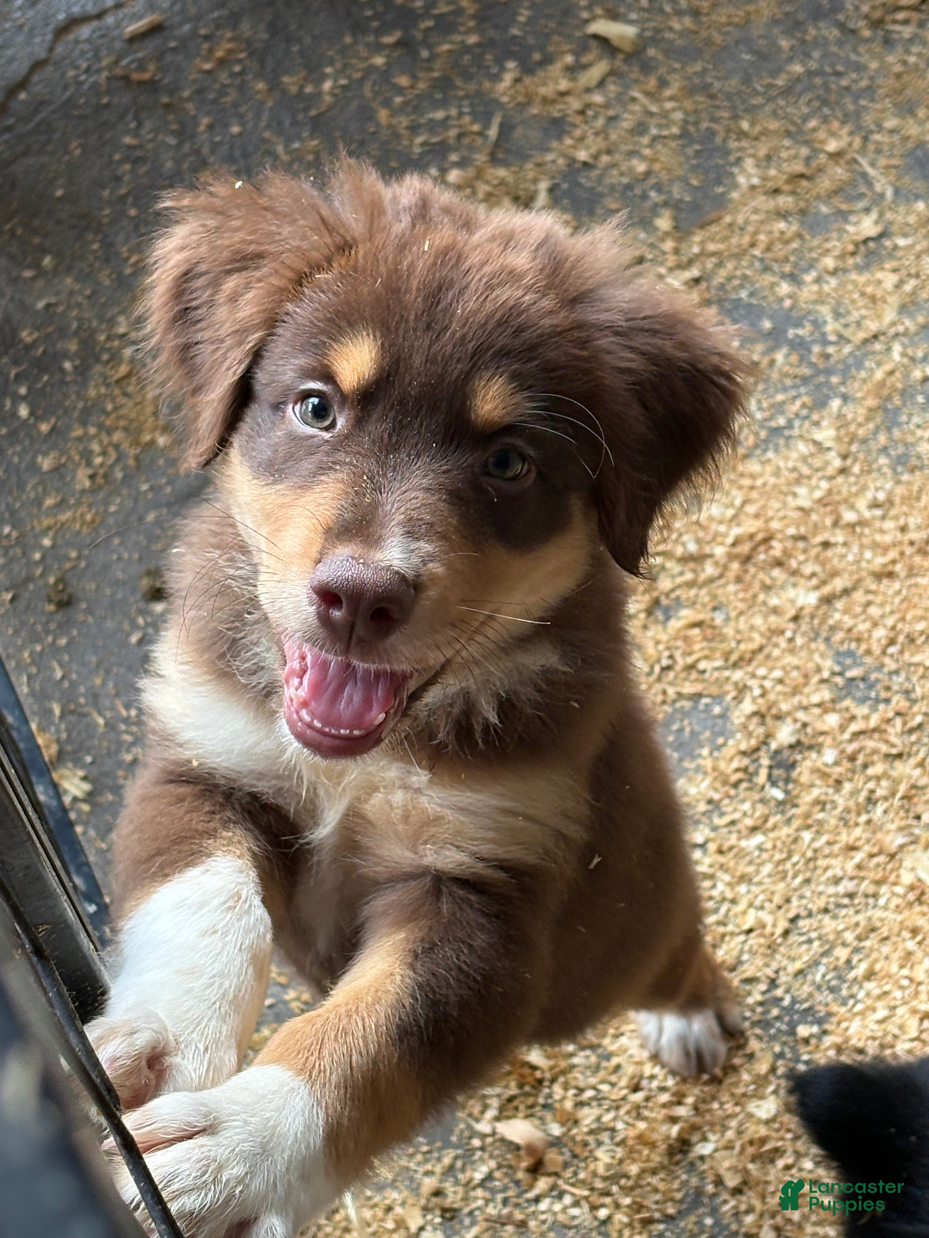 Australian Shepherd dogs Aspen - Ad 2