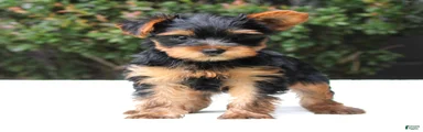 Remmy 