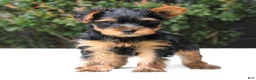 Yorkshire Terrier dogs for sale: Remmy  - Ad 1