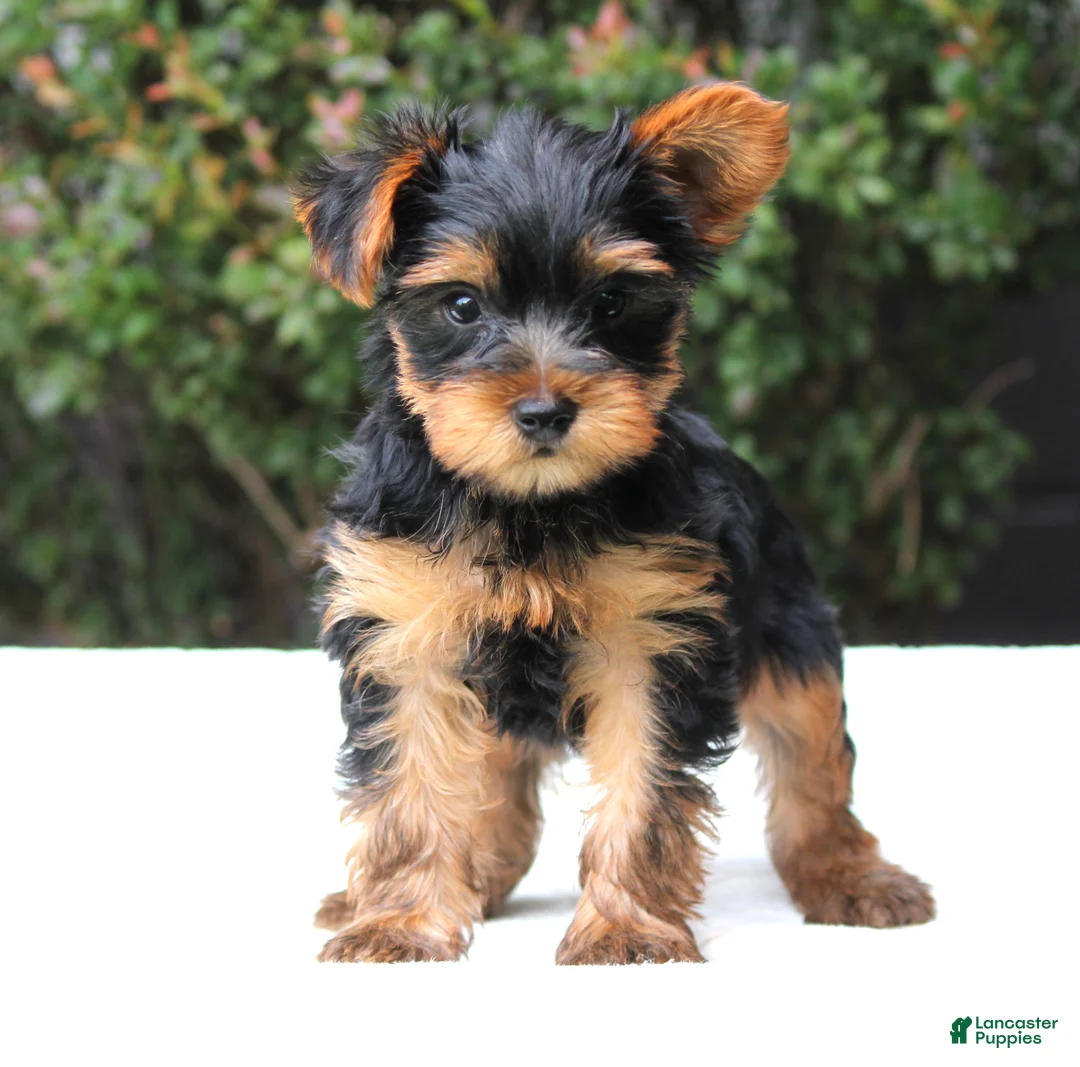 Yorkshire Terrier dogs for sale: Remmy  - Ad 1