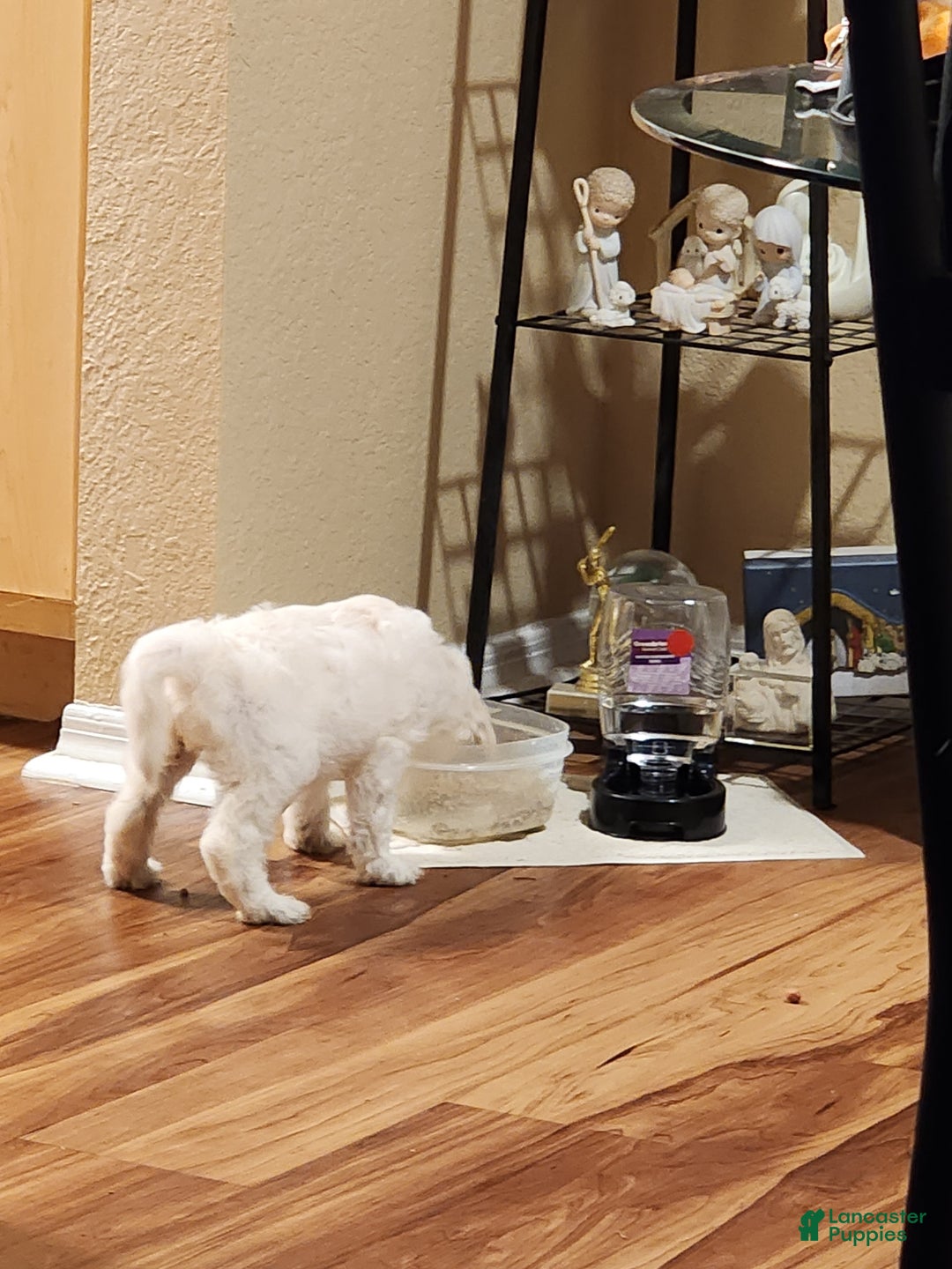 Mixed Breed dogs for sale: Mixed Breed Puppy 5 - Ad 3