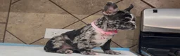 French Bulldog dogs for sale: Luna  - Ad 3