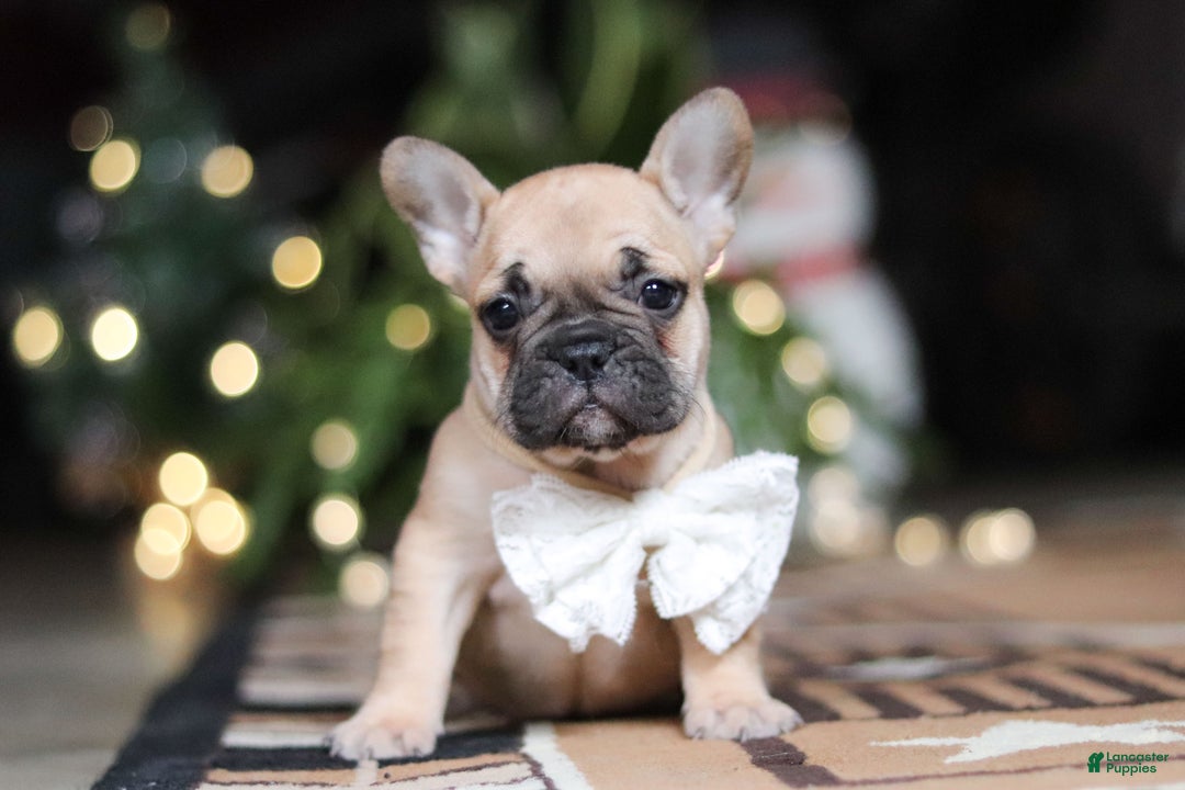 French Bulldog dogs for sale: Ivy - Ad 1
