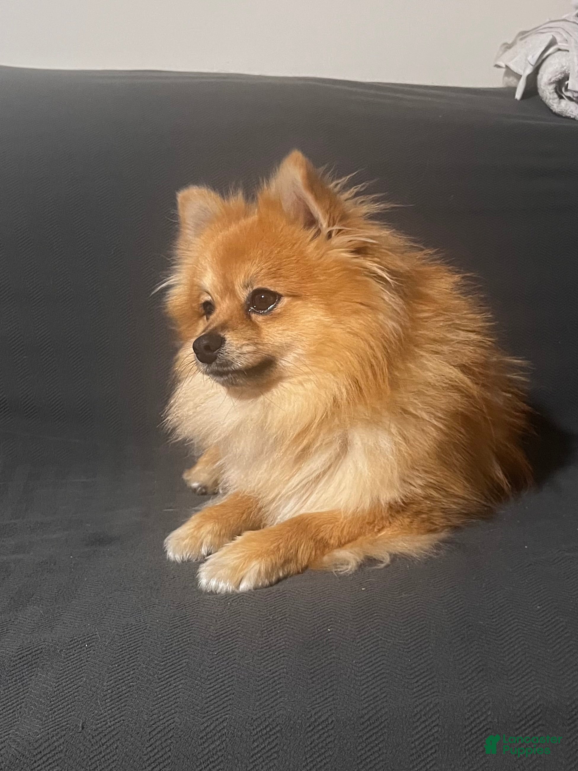 Ringo 