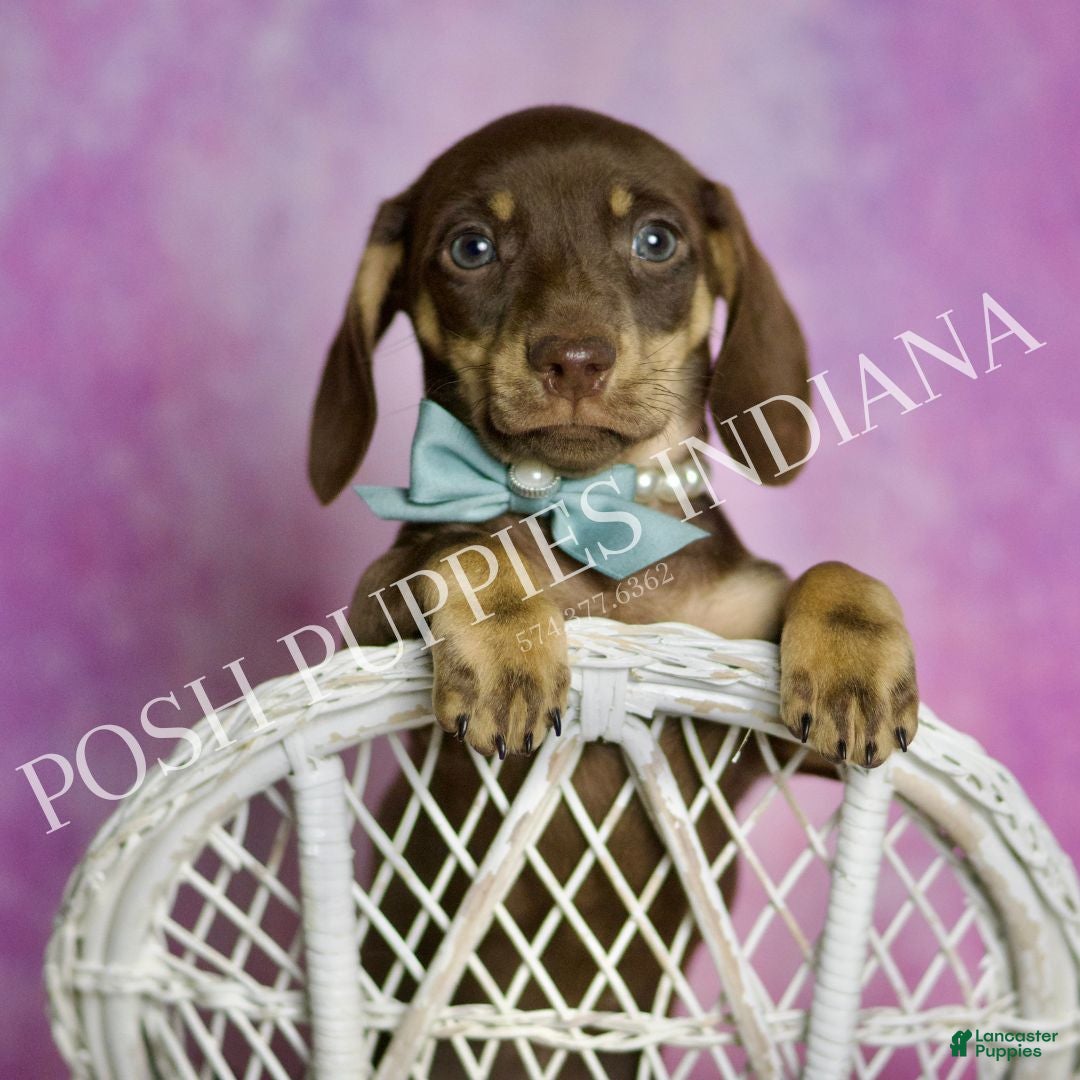 Miniature Dachshund dogs Oscar - Ad 34