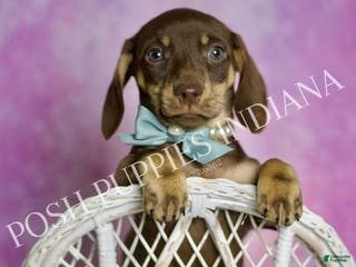 Miniature Dachshund dogs Oscar - Ad 25