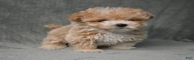 Maltipoo 2