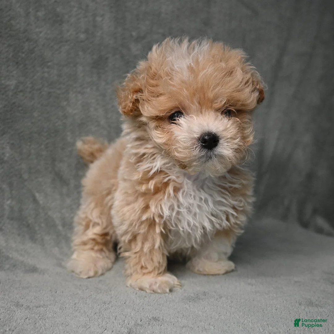 Maltipoo dogs for sale: Maltipoo 2 - Ad 1