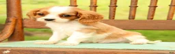 Cavalier King Charles Spaniel dogs for sale: Vinny - Ad 8