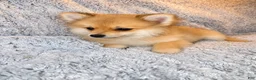 Pomeranian dogs for sale: Charlie  - Ad 4