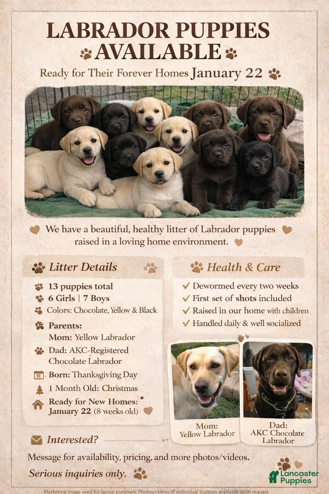 Mixed Breed dogs for sale: Carmella / Cinimini / Honey / Albany / Mini zoo / midnight - Ad 4