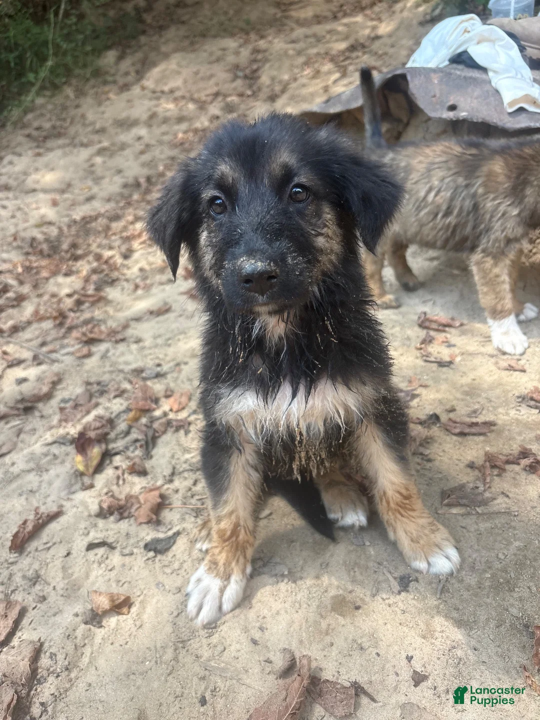 German Shepherd dogs for sale: German Shepherd 3 - Ad 1