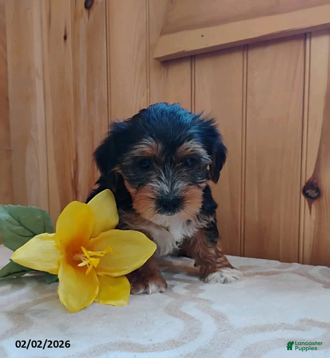 Yorkshire Terrier dogs for sale: Axton - Ad 3