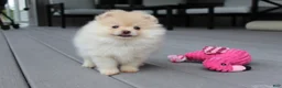 Pomeranian dogs for sale: Cassie - Ad 7