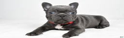 Frenchton dogs for sale: Kody - Ad 7