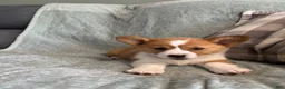 Welsh Corgi Pembroke dogs for sale: Welsh Corgi Pembroke 3 - Ad 12