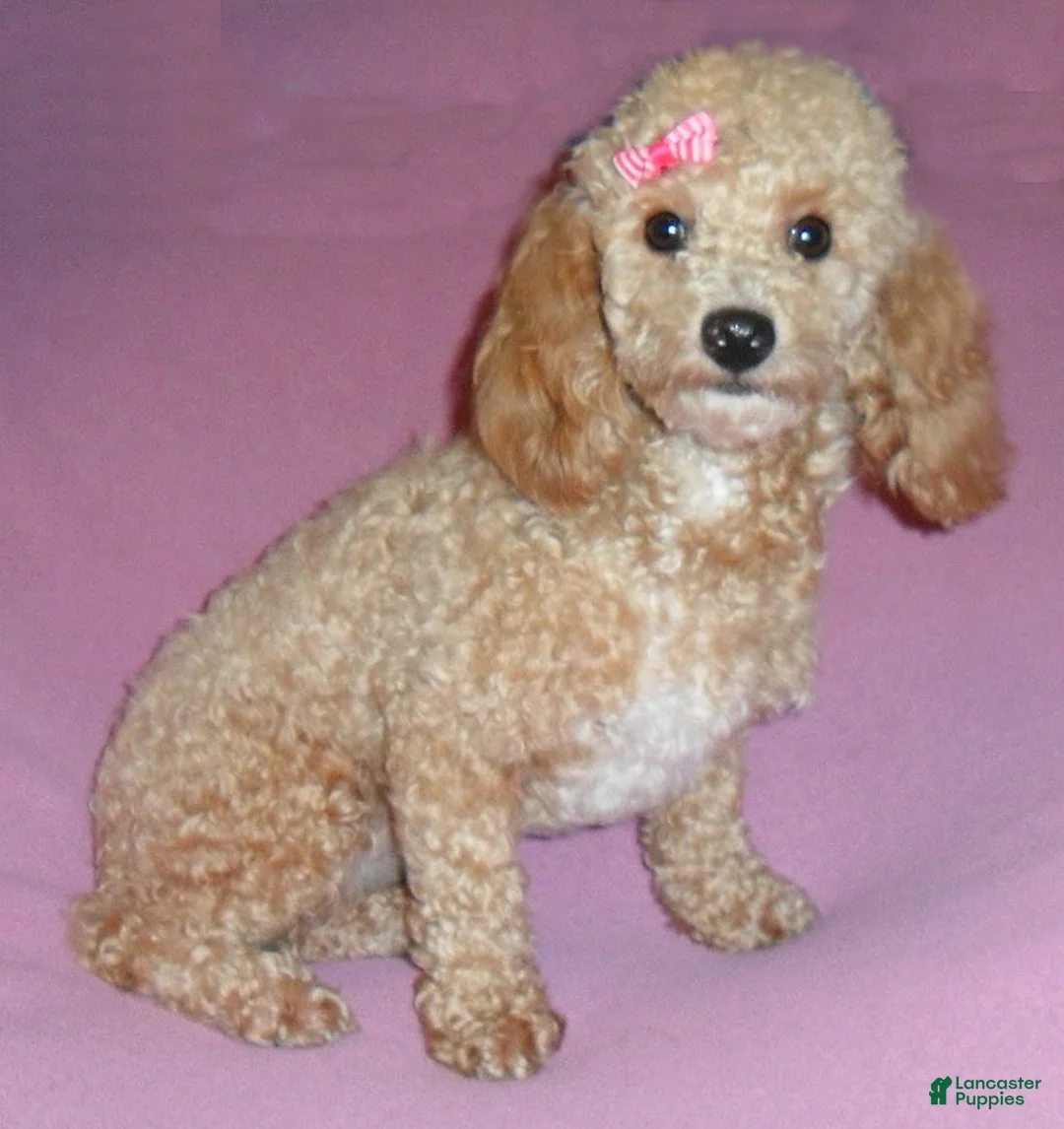 Miniature Poodle dogs for sale: Rusty - Ad 7