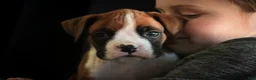 Boxer dogs for sale: Fred - Ad 4