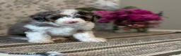 Mini Sheepadoodle dogs for sale: Amber - Ad 4