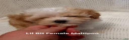 Maltipoo dogs for sale: Itty Bitty - Ad 8