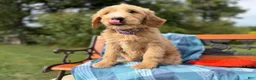 Labradoodle dogs for sale: Nutmeg (Girl) - Ad 5