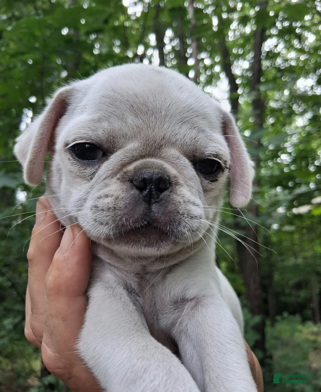 Pug dogs for sale: Darla - Ad 2