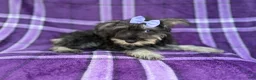 Miniature Schnauzer dogs for sale: Puddles - Ad 3
