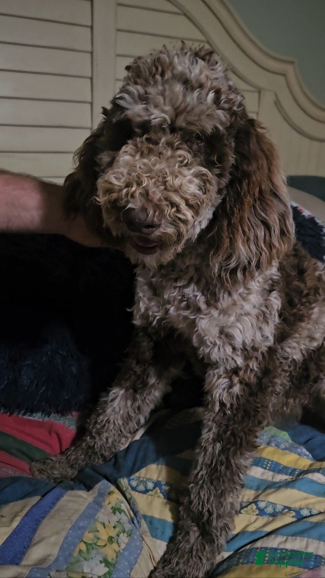 Standard Poodle dogs Standard Poodle Puppy 1 - Ad 23