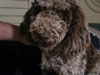 Standard Poodle dogs Standard Poodle Puppy 1 - Ad 23