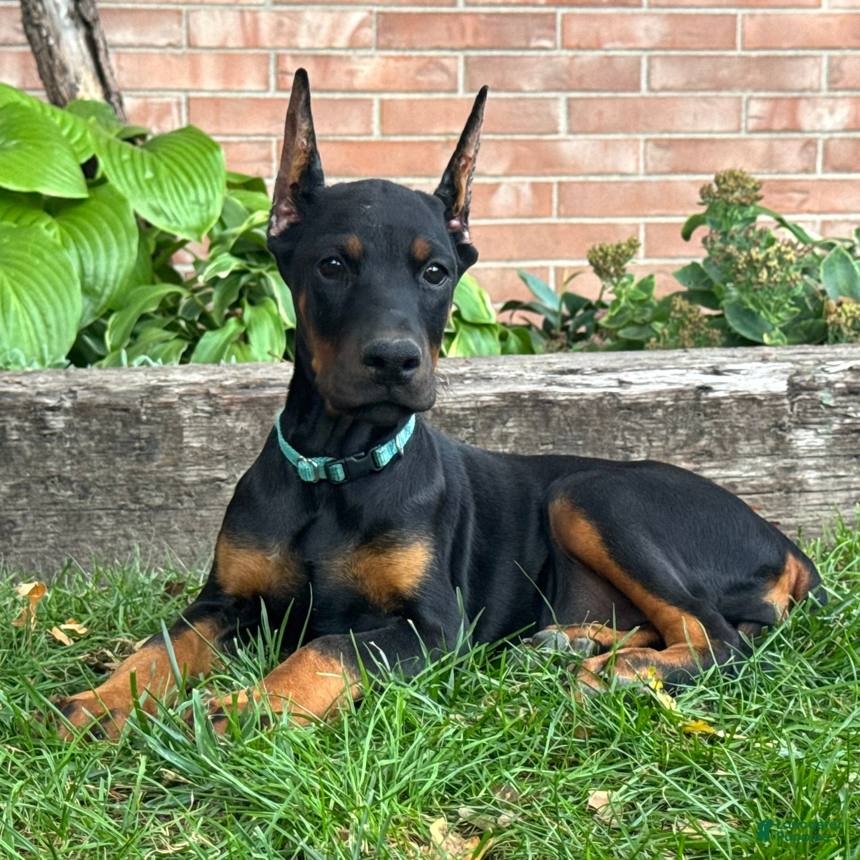 Doberman Pinscher dogs Bianca - Ad 2