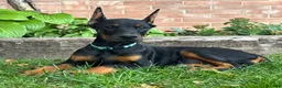 Doberman Pinscher dogs for sale: Bianca - Ad 2