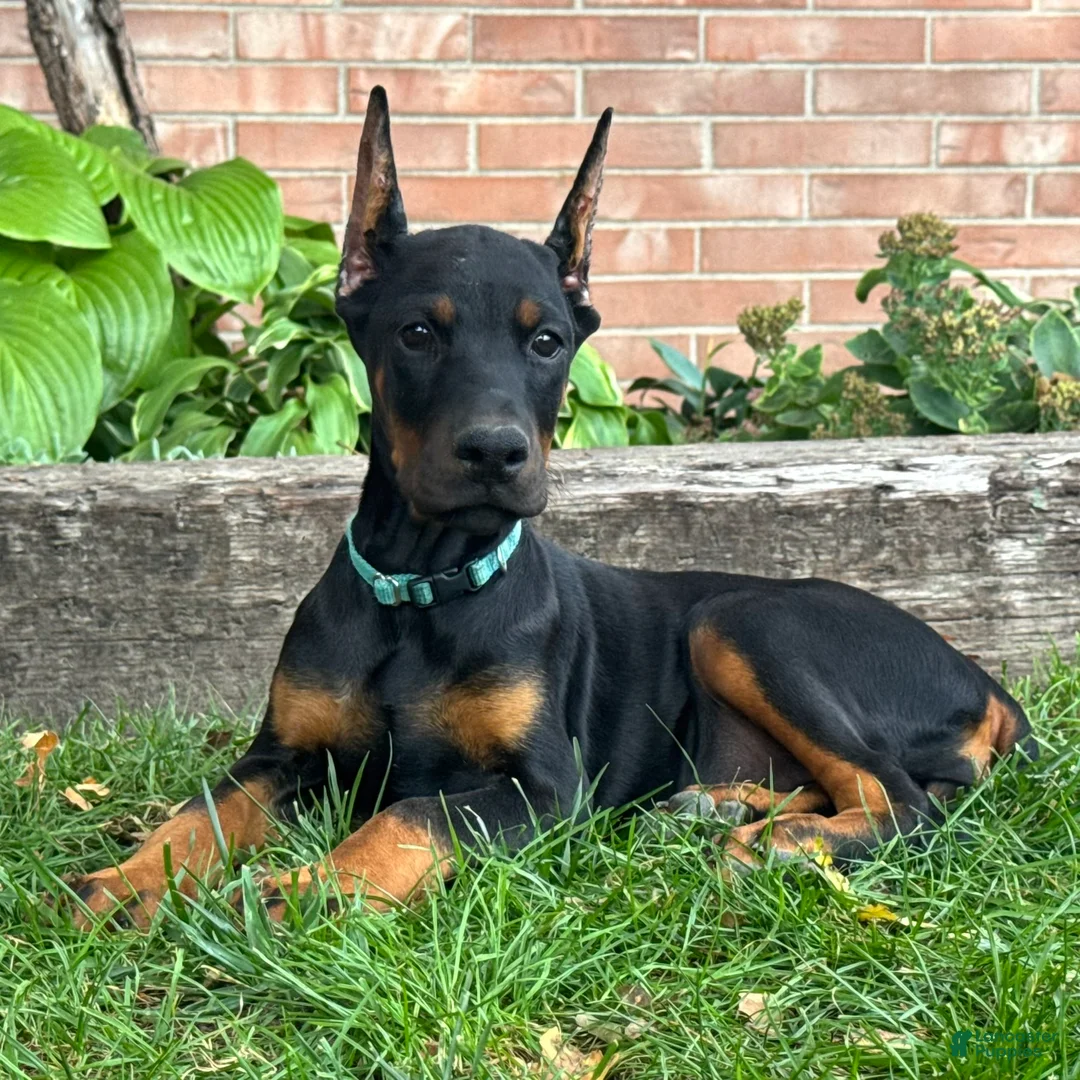 Doberman Pinscher dogs for sale: Bianca - Ad 2