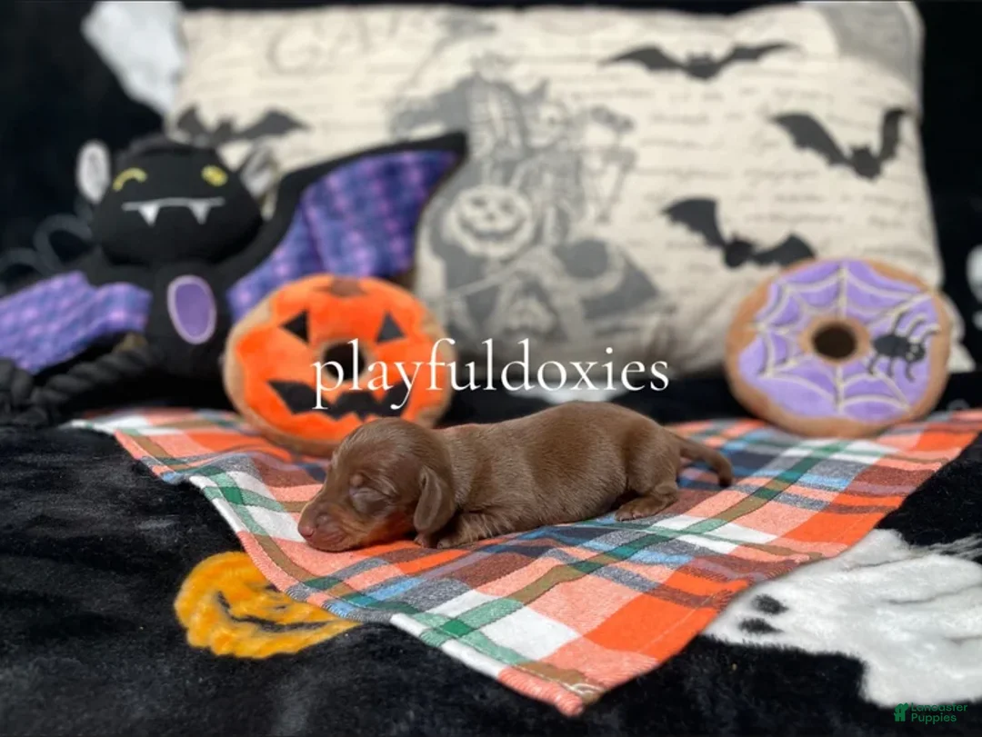 Miniature Dachshund dogs for sale: Ravioli's Chocolate & Tan Boy - Ad 3