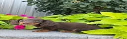 Miniature Dachshund dogs for sale: Diamond - Ad 3