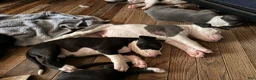 Mixed Breed dogs for sale: Baby 8 - Ad 1