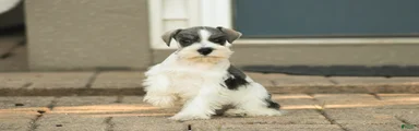 Beauregard Miniature Schnauzer