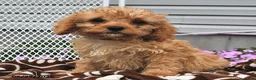 Cavapoo dogs for sale: Candy - Ad 2