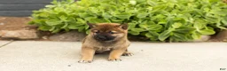 Shiba Inu dogs for sale: Tyler  - Ad 2