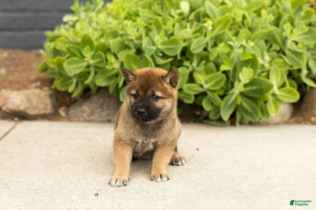Shiba Inu dogs for sale: Tyler  - Ad 2