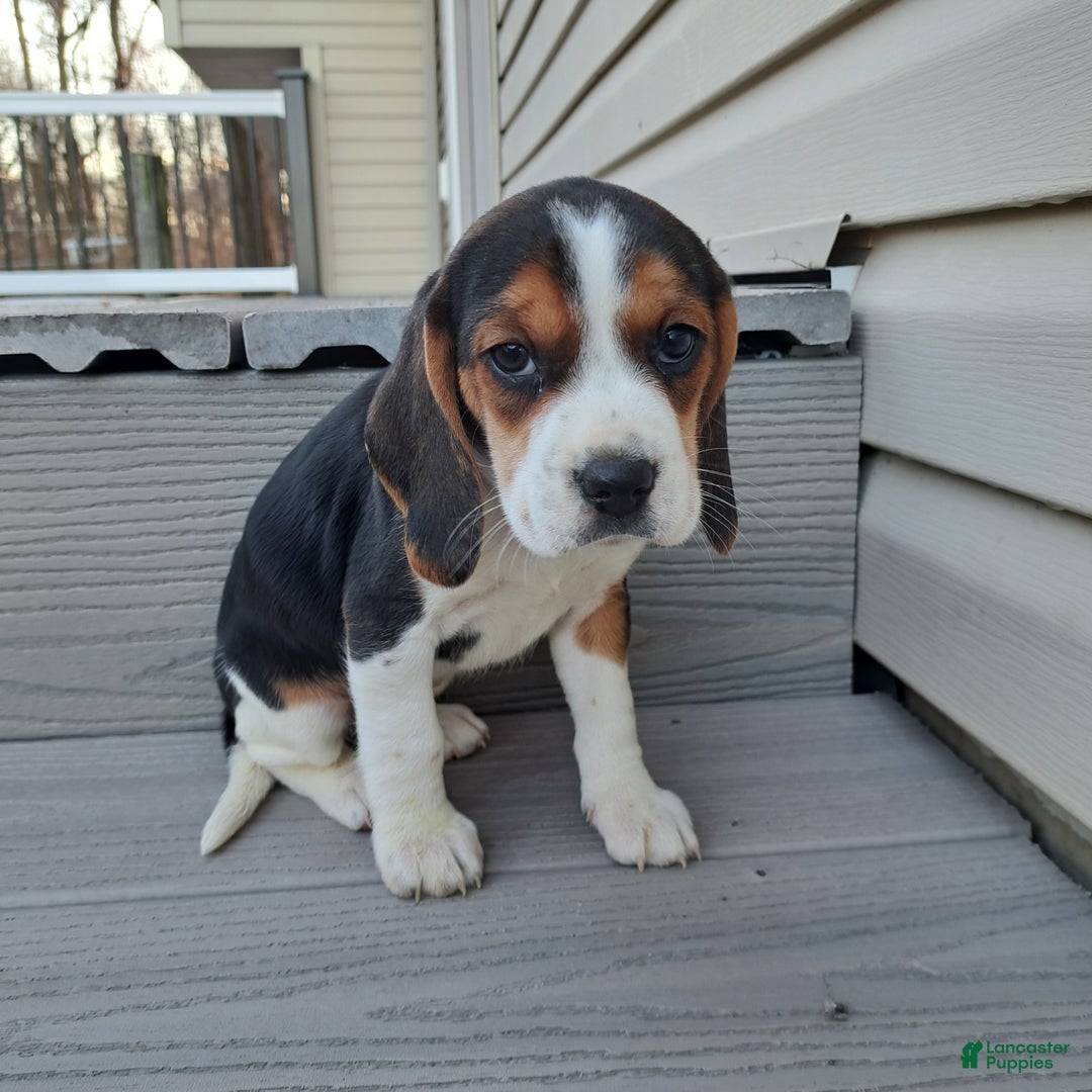 Beagle dogs for sale: LAYLA - Ad 1