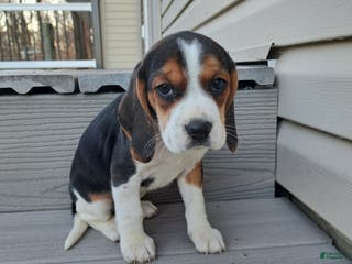 Beagle dogs LAYLA - Ad 34
