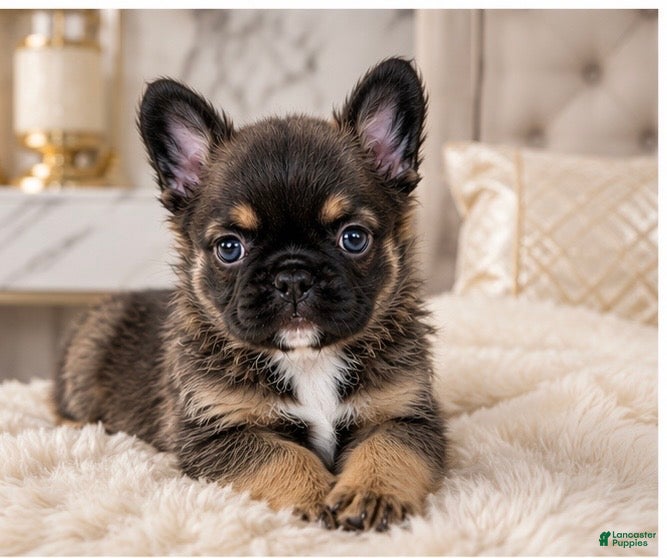 French Bulldog dogs for sale: French Bulldog Puppy 2 - Ad 3
