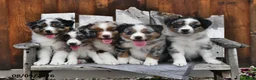 Australian Shepherd dogs for sale: Kate - Ad 5