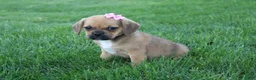 Puggle dogs for sale: Arvada  - Ad 5