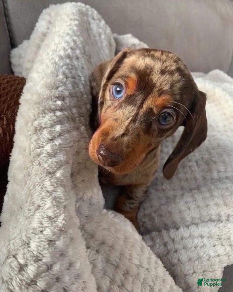 Miniature Dachshund dogs Miniature Dachshund Puppy 3 - Ad 2