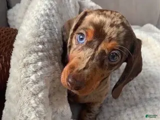 Miniature Dachshund dogs Miniature Dachshund Puppy 3 - Ad 2