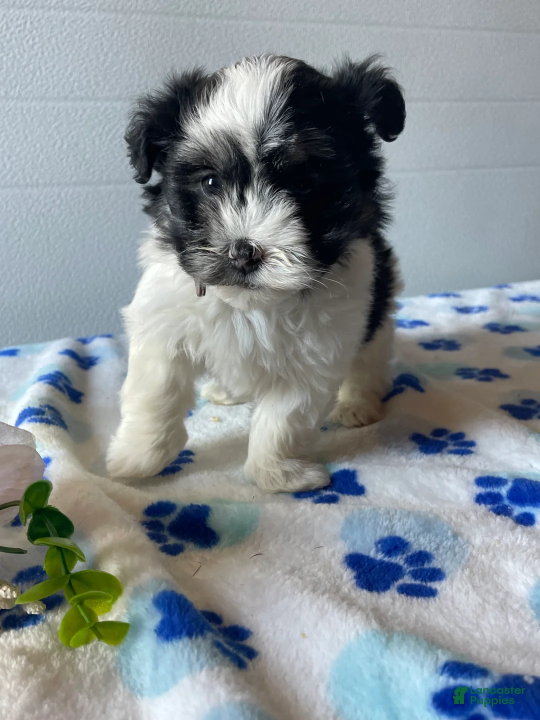 Havanese dogs for sale: Blossom - Ad 4