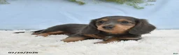 Miniature Dachshund dogs for sale: Travis - Ad 5